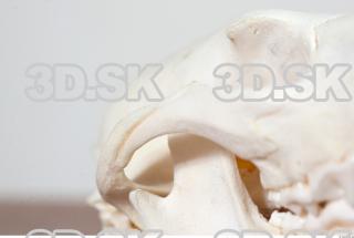 Skull photo reference 0041